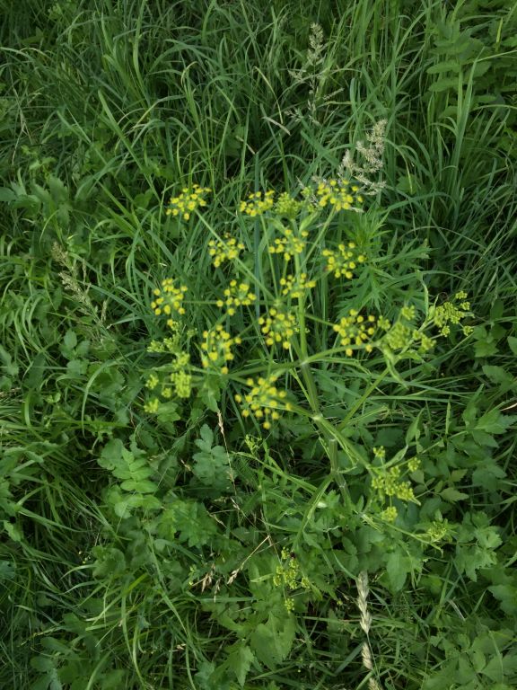 Pastinaca sativa L.