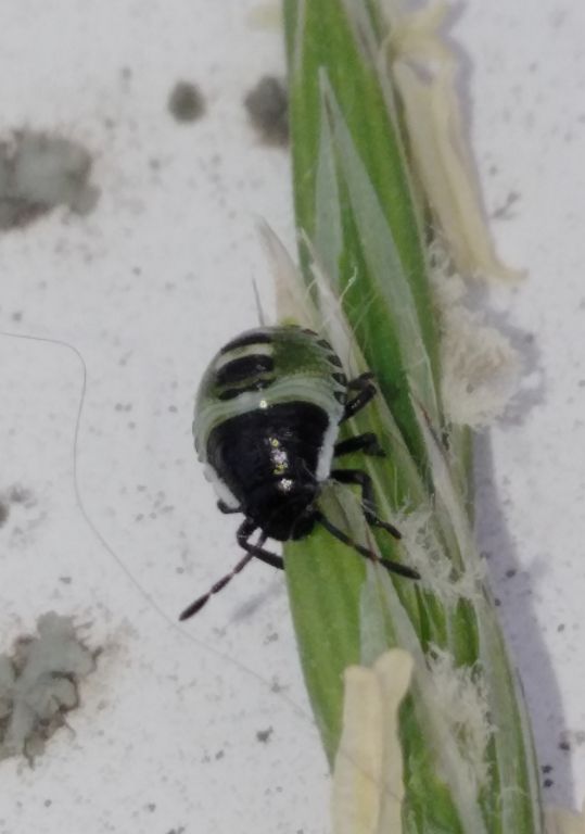 Palomena prasina (Linnaeus, 1761)