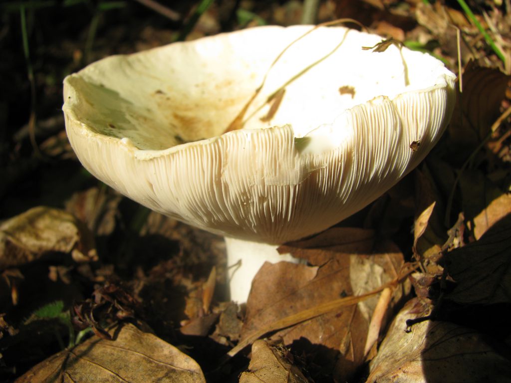 Russula