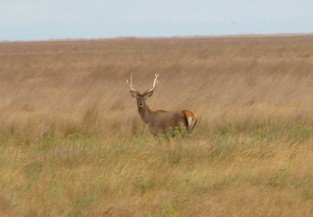 Cervus elaphus Linnaeus, 1758