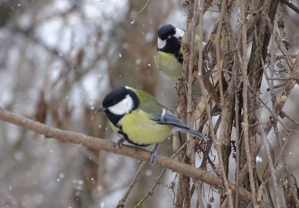 Parus major Linnaeus, 1758