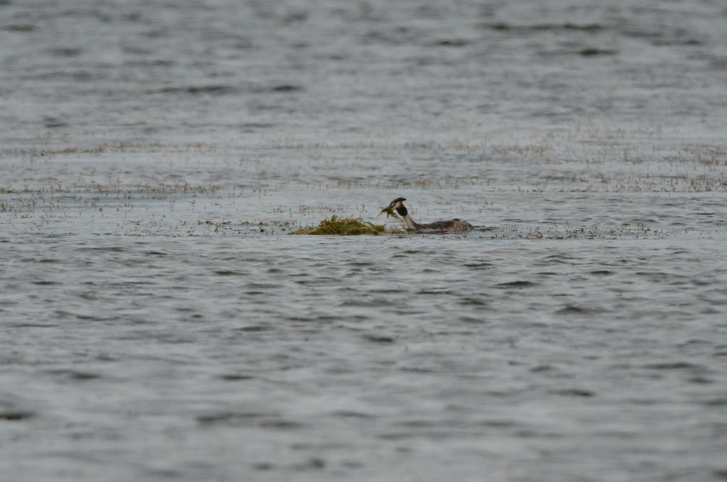 Podiceps cristatus (Linnaeus, 1758)