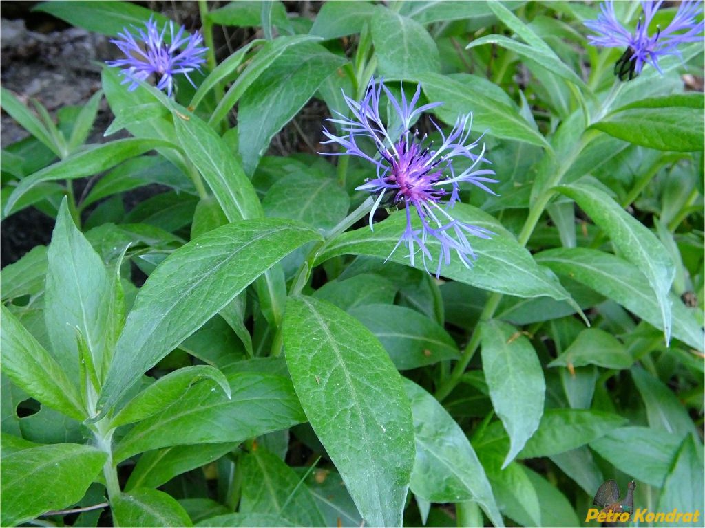 Centaurea maramarosiensis (Jáv.) Czerep.