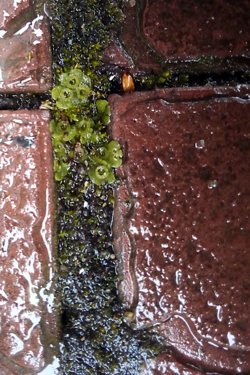 Marchantia polymorpha L.