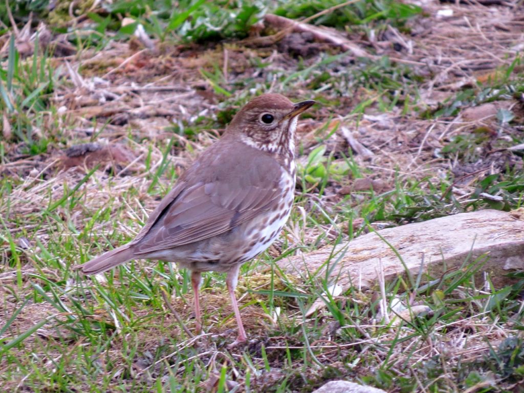 Turdus philomelos C.L.Brehm, 1831