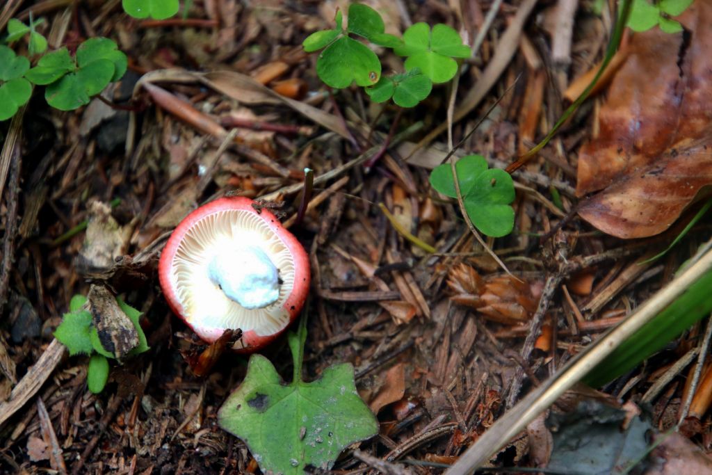 Russula
