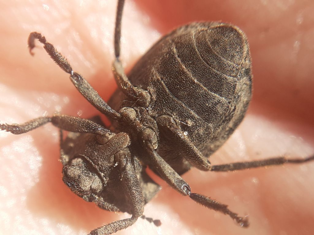 Asida lutosa Solier, 1836