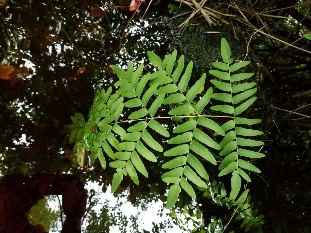 Osmunda regalis