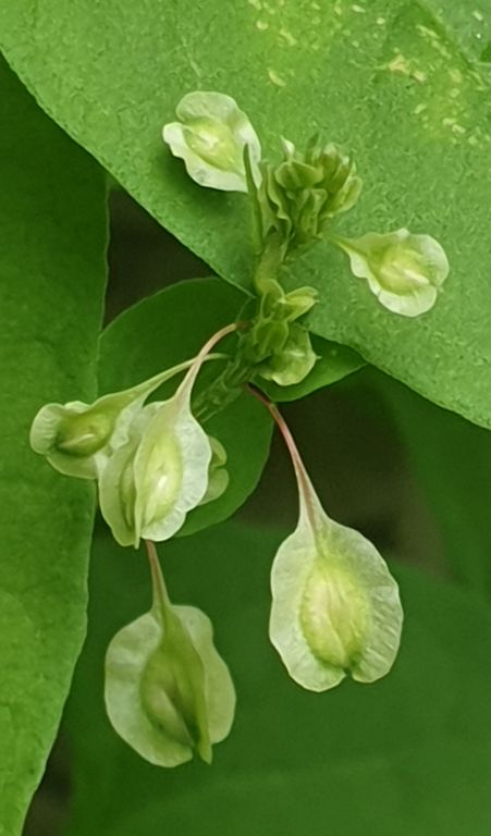 Fallopia dumetorum (L.) Holub