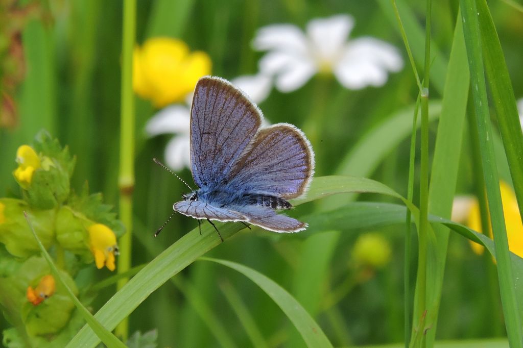 Cyaniris semiargus (Rottemburg, 1775)