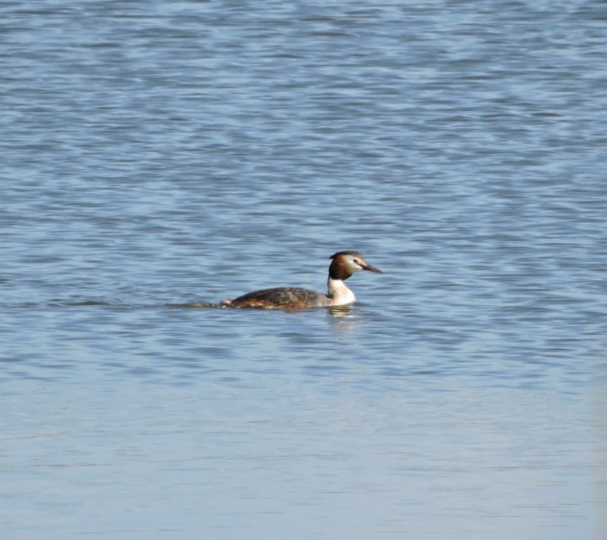 Podiceps cristatus (Linnaeus, 1758)