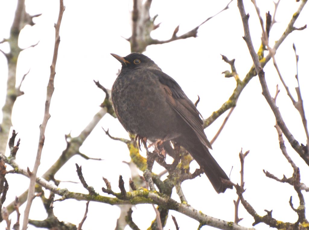 Turdus merula Linnaeus, 1758