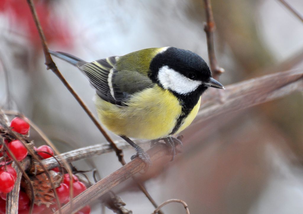 Parus major Linnaeus, 1758