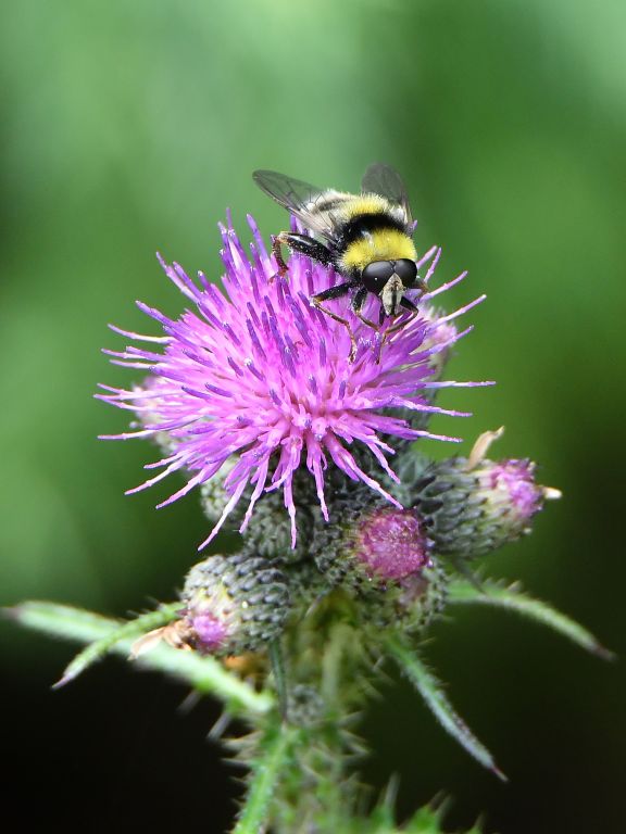 Sericomyia (Arctophila) bombiforme (Fallén, 1810)