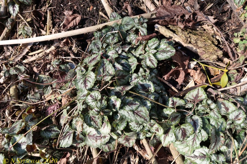 Lamium galeobdolon (L.) L.