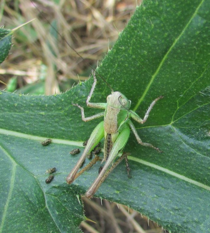 Tettigoniidae