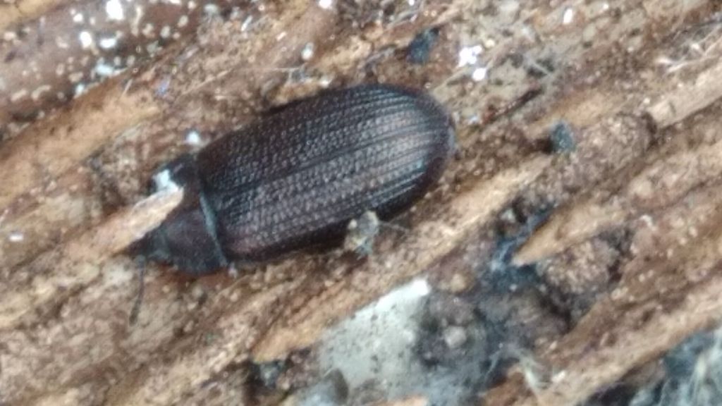 Grynocharis oblonga (Linnaeus, 1758)