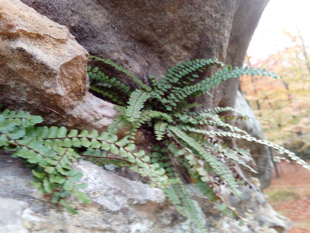 Asplenium trichomanes L.
