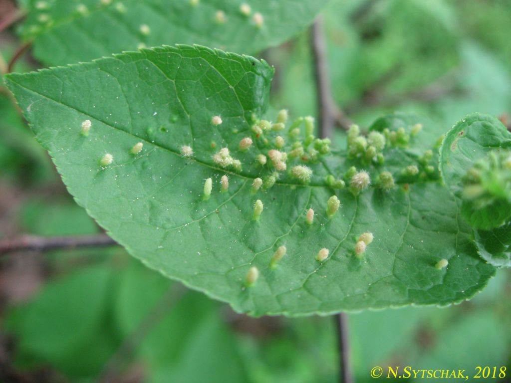 Phyllocoptes eupadi (Newkirk, 1984)