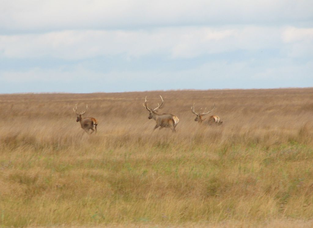Cervus elaphus Linnaeus, 1758
