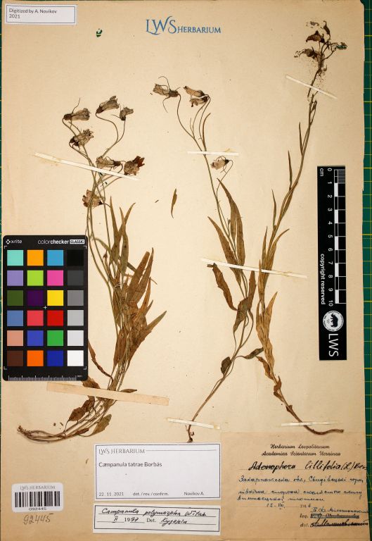 Campanula tatrae subsp. tatrae