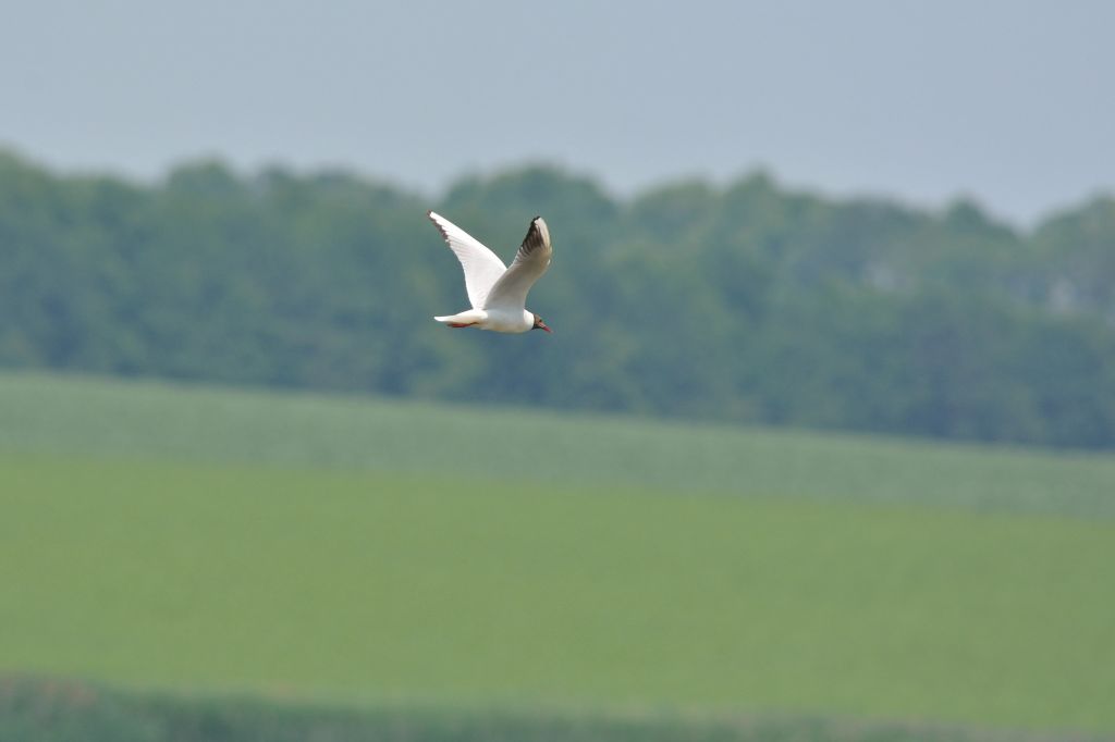 Chroicocephalus ridibundus (Linnaeus, 1766)