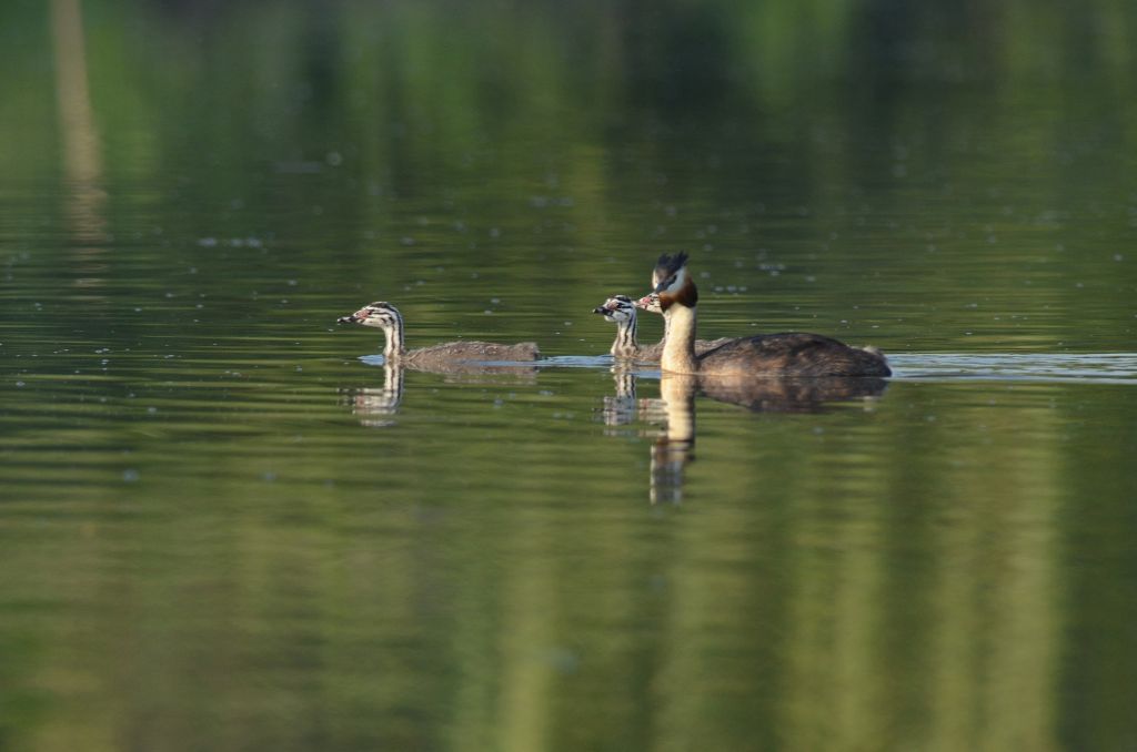 Podiceps cristatus (Linnaeus, 1758)