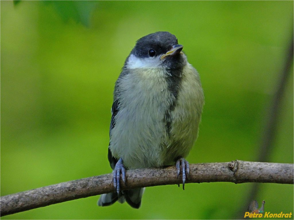 Parus major Linnaeus, 1758