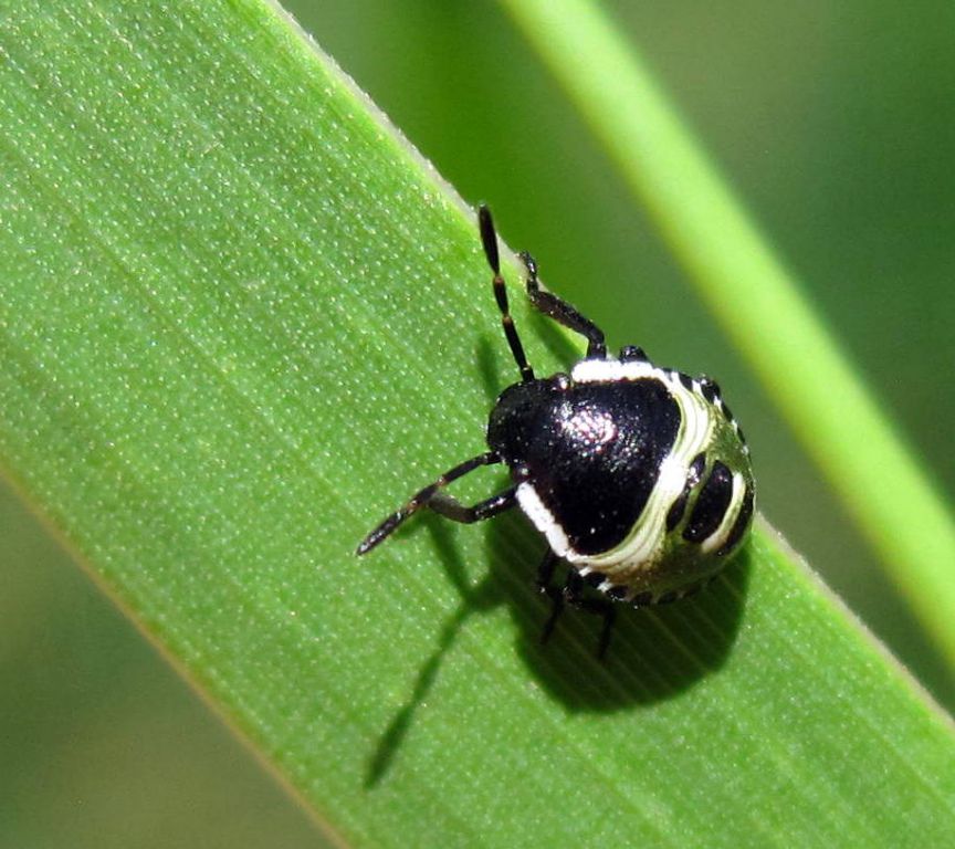 Palomena prasina (Linnaeus, 1761)