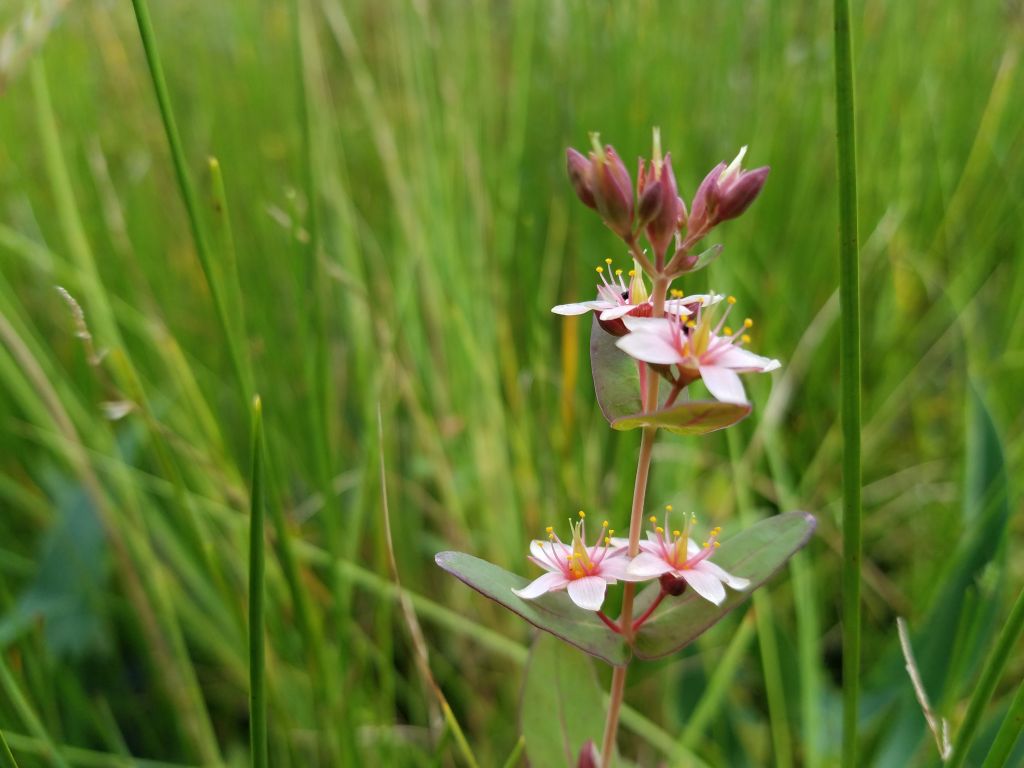 Triadenum virginicum (L.) Raf.