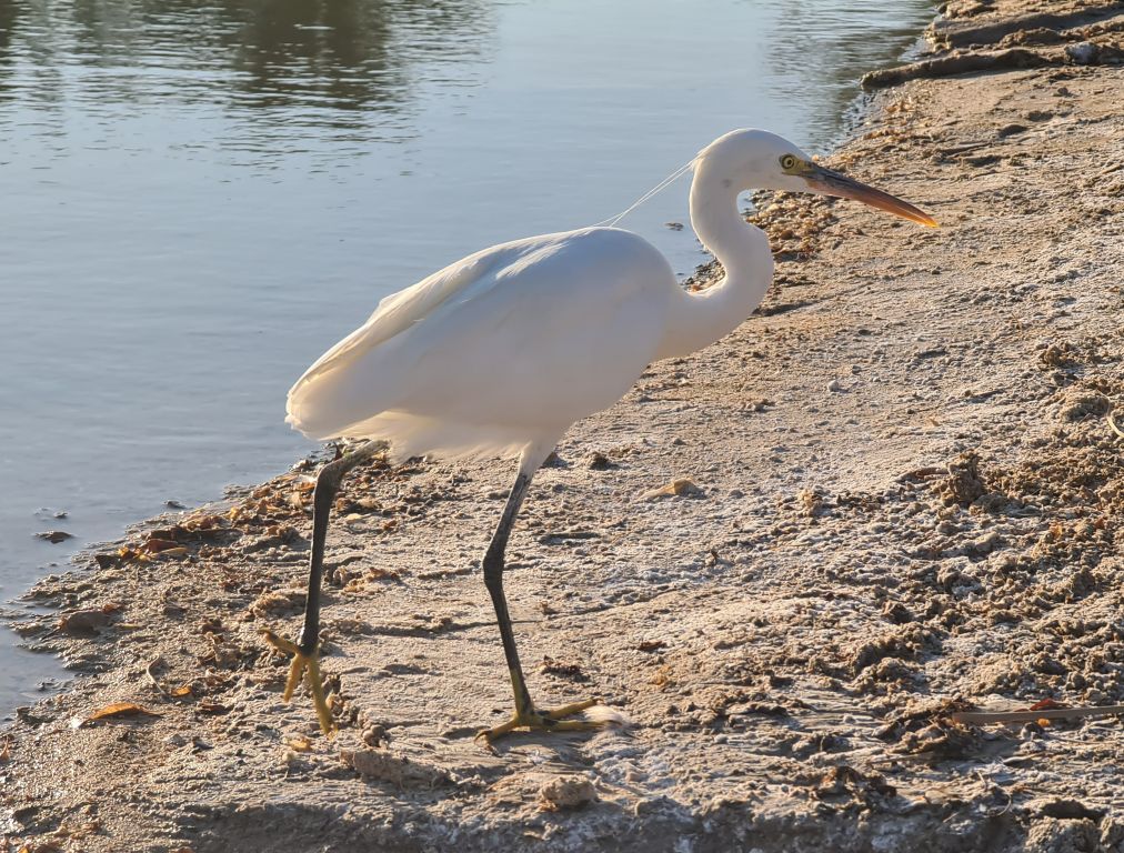 Egretta garzetta (Linnaeus, 1766)