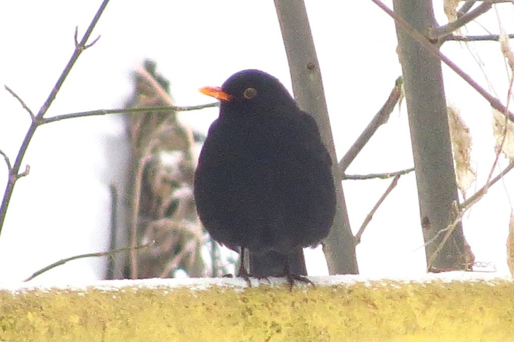 Turdus merula Linnaeus, 1758