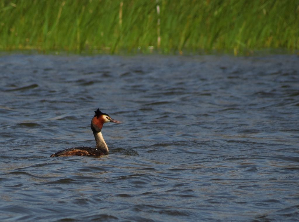 Podiceps cristatus (Linnaeus, 1758)