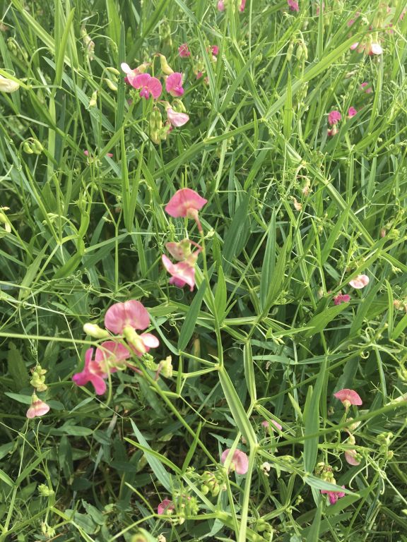 Lathyrus sylvestris L.