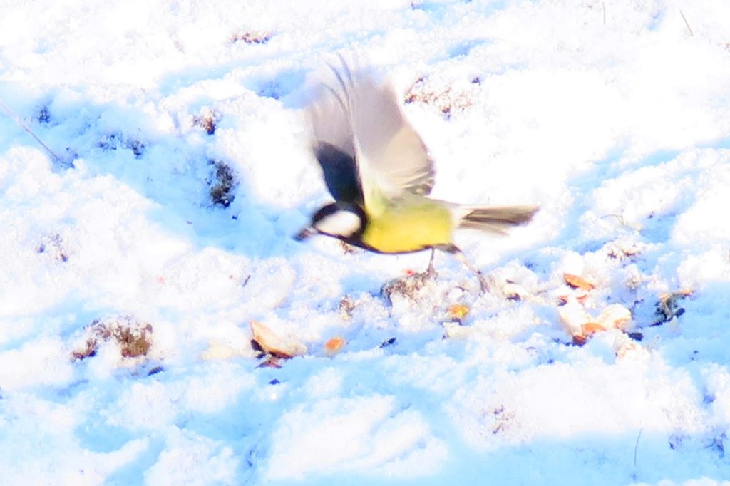 Parus major Linnaeus, 1758