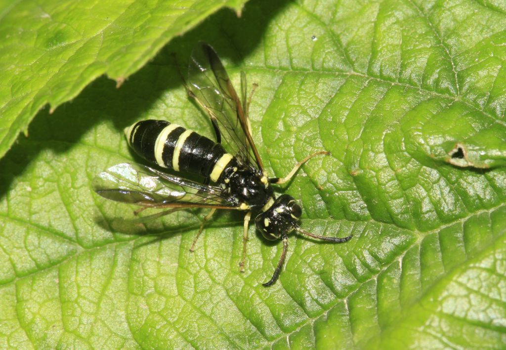 Tenthredinidae