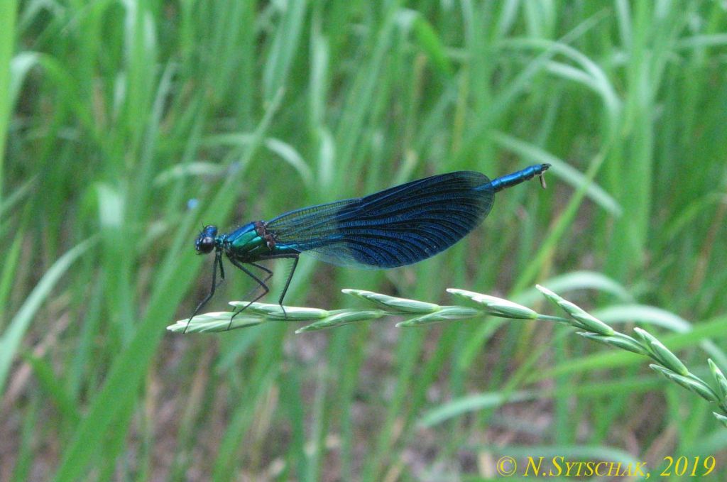 Calopteryx splendens (Harris, 1782)