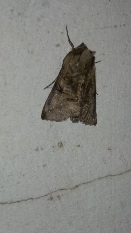 Abrostola tripartita (Hufnagel, 1766)