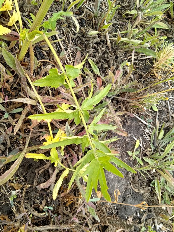 Pastinaca sativa L.