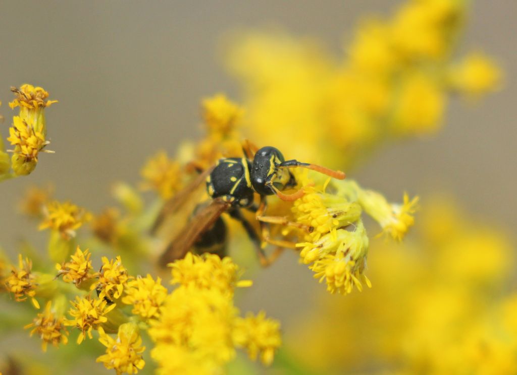 Polistes nimpha (Christ, 1791)