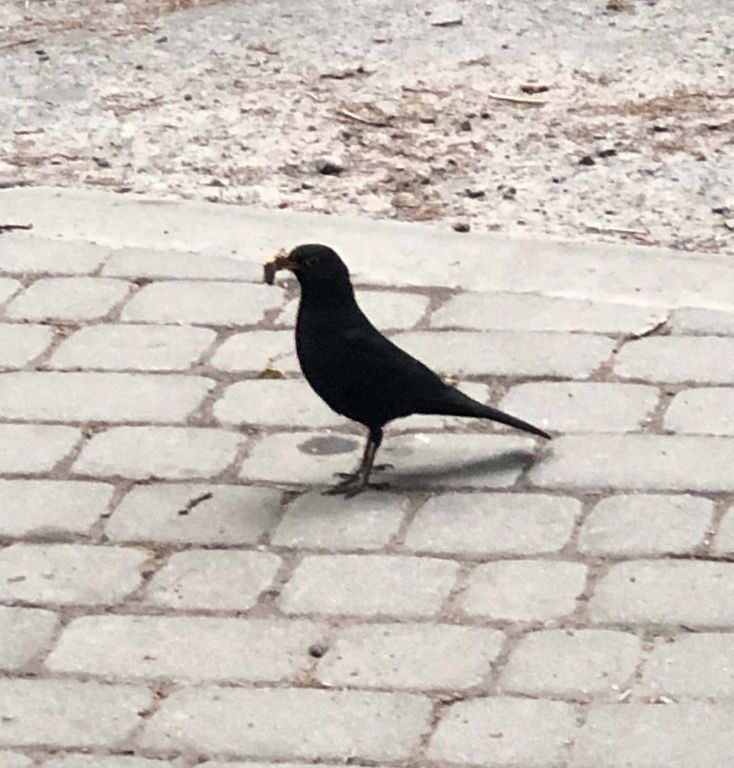 Turdus merula Linnaeus, 1758