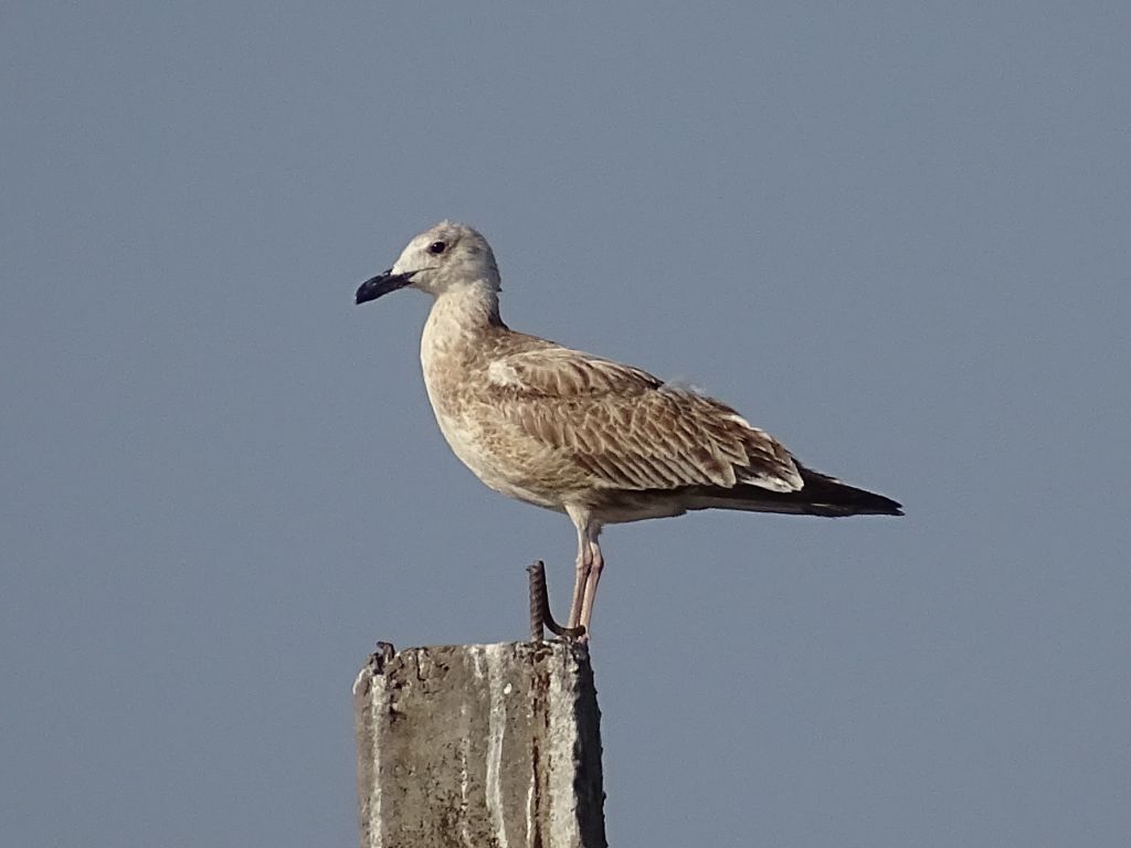 Larus cachinnans Pallas, 1811