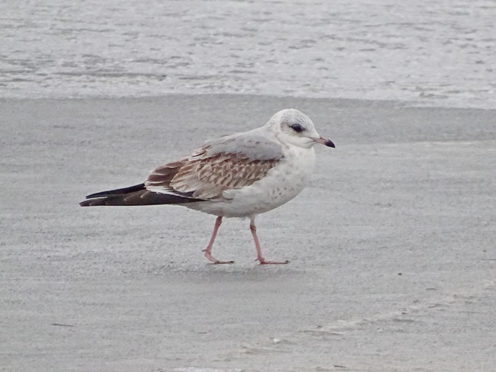 Larus canus Linnaeus, 1758