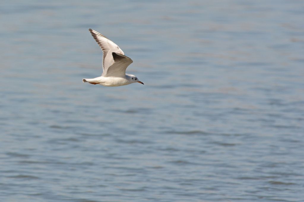 Chroicocephalus ridibundus (Linnaeus, 1766)