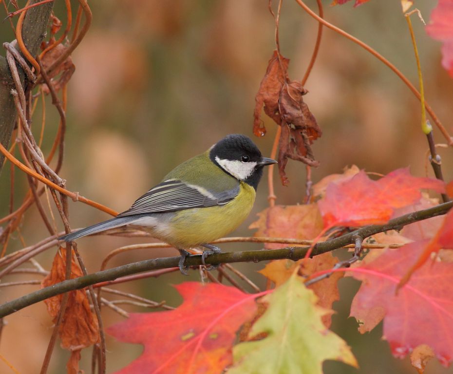 Parus major Linnaeus, 1758