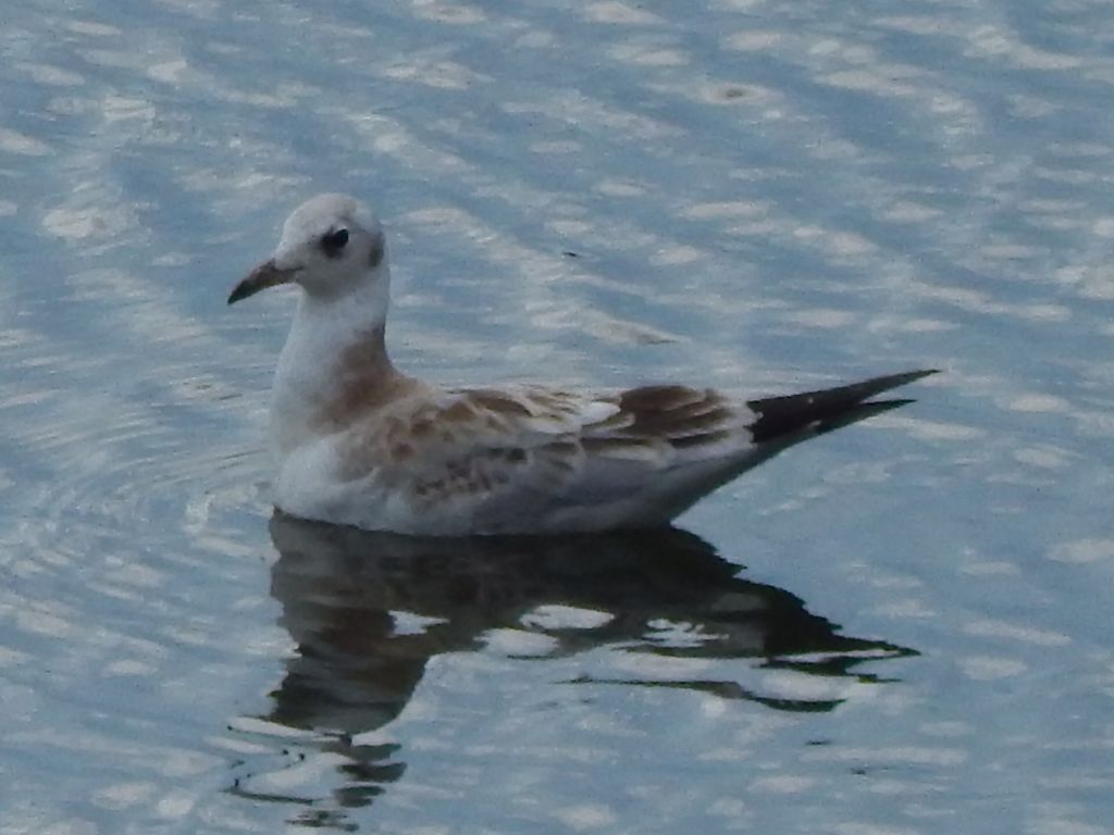 Chroicocephalus ridibundus (Linnaeus, 1766)