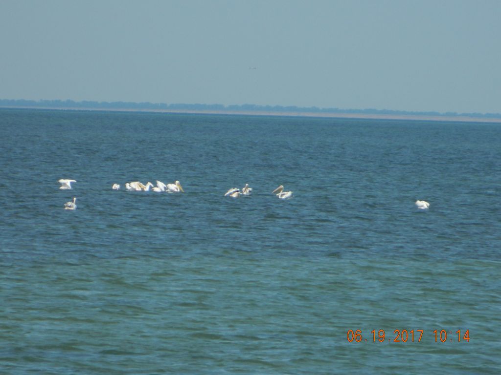 Pelecanus onocrotalus Linnaeus, 1758