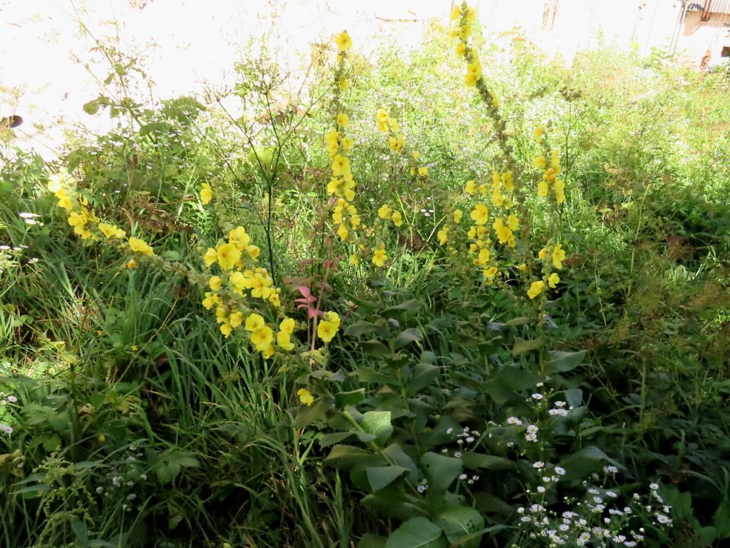Verbascum