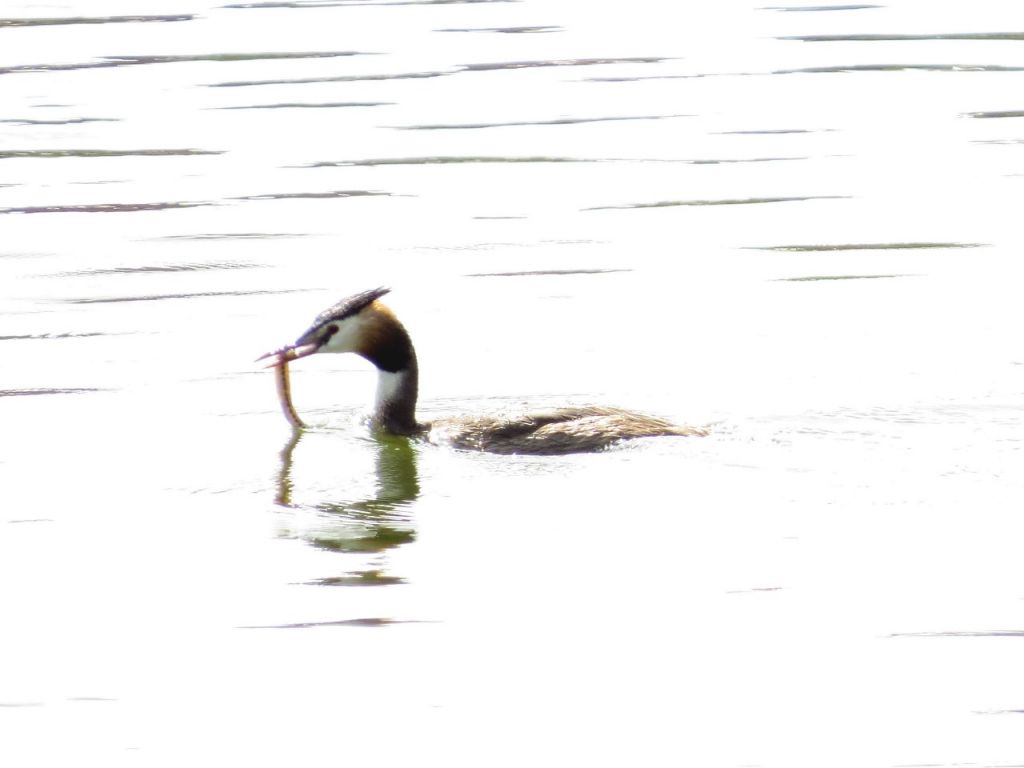 Podiceps cristatus (Linnaeus, 1758)