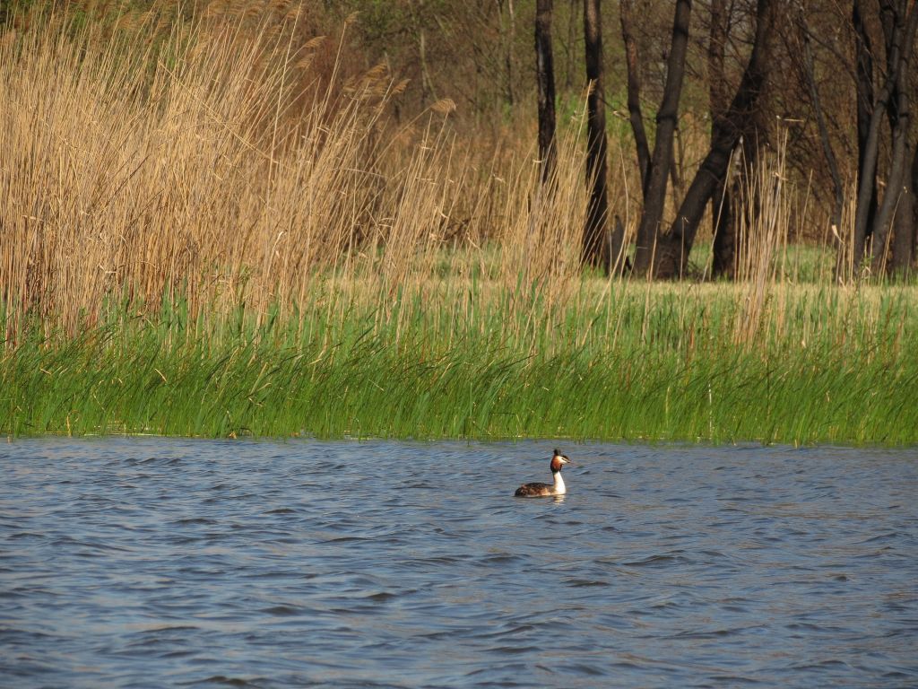 Podiceps cristatus (Linnaeus, 1758)